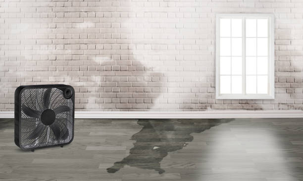 Best 24/7 water damage repair  in Suncoast Estates, FL