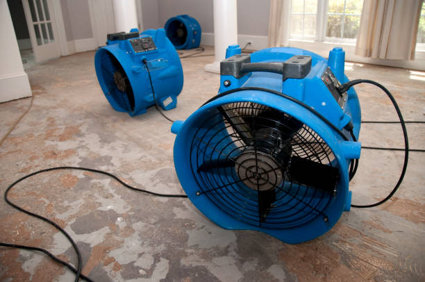 Best Mold removal after water damage  in Suncoast Estates, FL